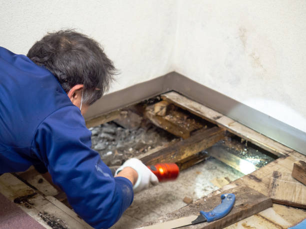 Best DIY Mold Remediation Support Services in Van Wert, OH
