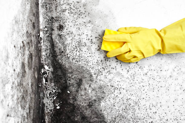 Best Black Mold Remediation in Van Wert, OH