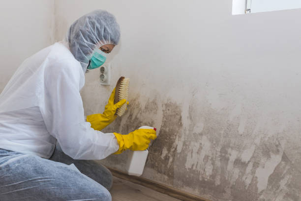 Best Basement Mold Remediation in Van Wert, OH