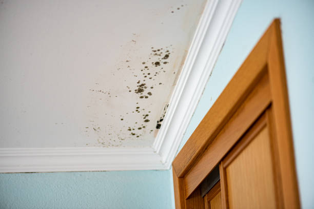 Best Preventive Mold Services in Van Wert, OH