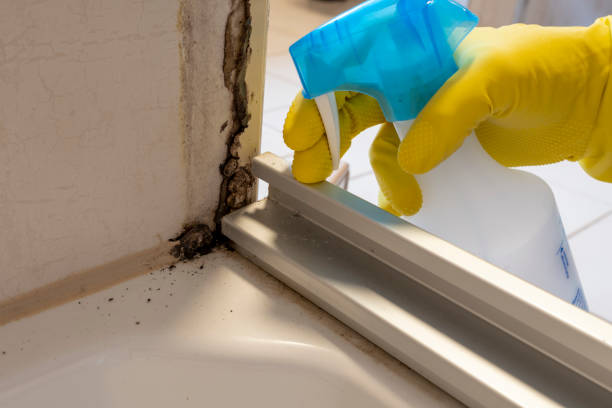 Best Post-Flood Mold Remediation in Van Wert, OH