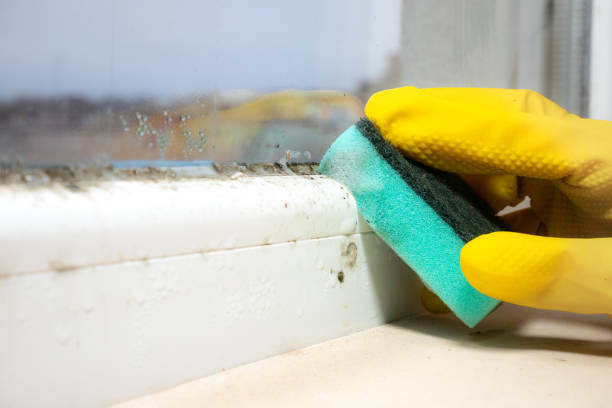 Best Industrial Mold Remediation in Van Wert, OH