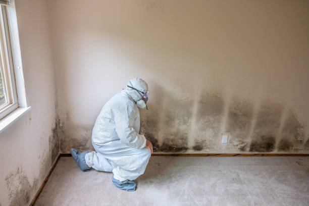 Best Basement Mold Remediation in Van Wert, OH