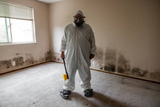 Best Attic Mold Remediation in Van Wert, OH