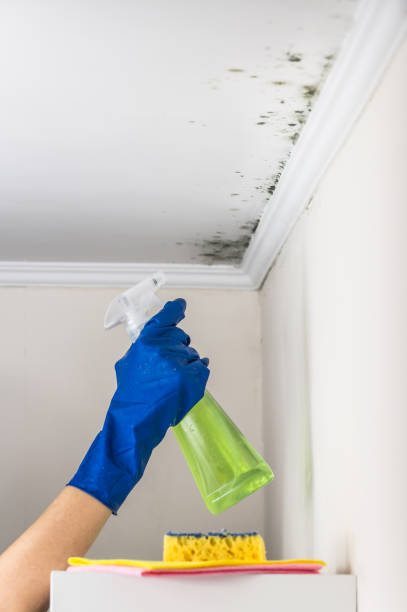 Professional Mold Remediation in Van Wert, OH
